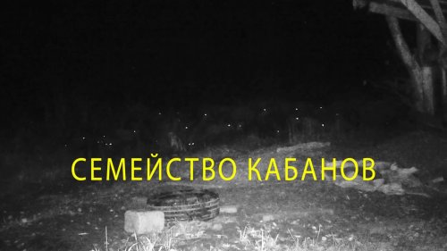 Дикие кабаны в естественной среде. Ночные кадры в мире дикой природы