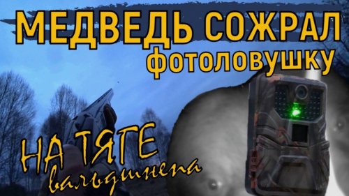 Охота на вальдшнепа на тяге / Медведь сожрал фотоловушку / Редкие кадры / Лосиха с двумя лосятами