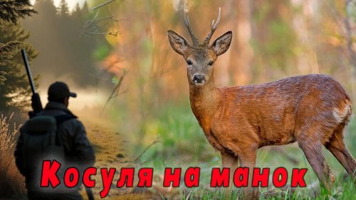 Охота на косулю сибирскую во время гона