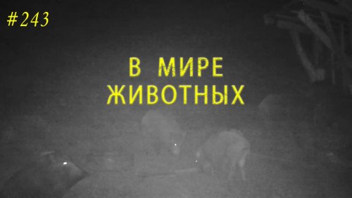 Вечеринка у кормушки: Когда кабаны стали частыми гостями. В мире животных
