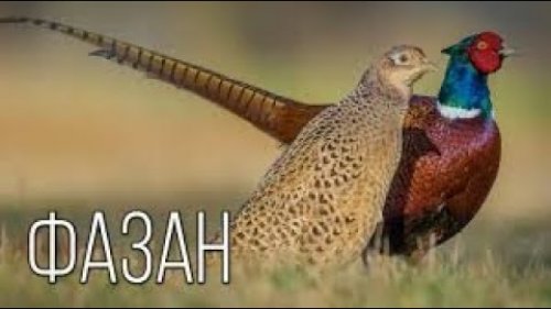 открытие охоты на фазана.Фазан,утка,заяц.