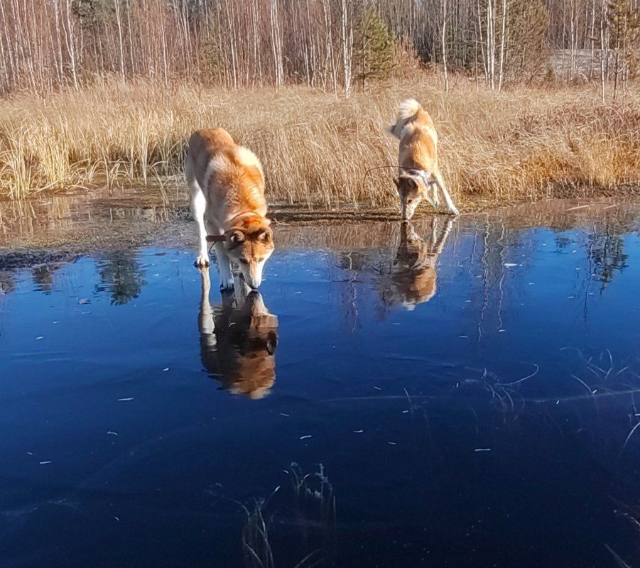 ЗСЛ