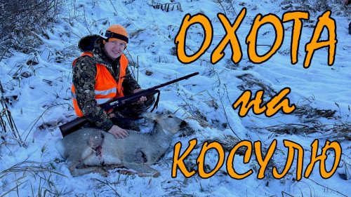 Охота на косулю / Охота в Сибири / Загонная охота