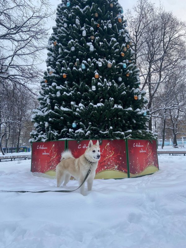 с наступающим 2026