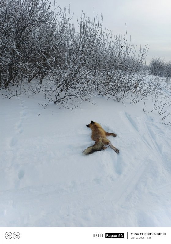 Лисица