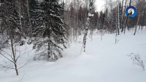 ХОДОВАЯ ОХОТА НА ЗАЙЦА БЕЛЯКА. ЖЕНА ЗАГОНЯЕТ - Я НА НОМЕРЕ