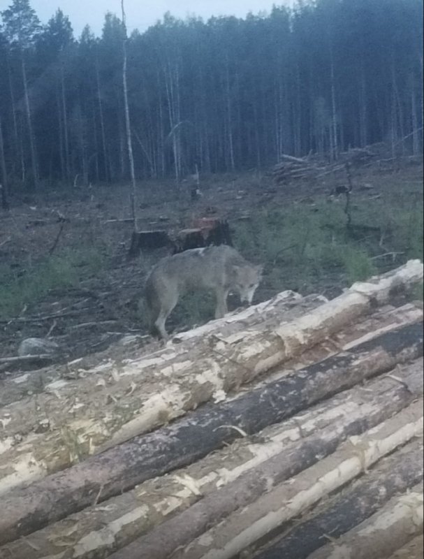 Волчонок