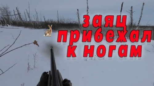 Охота на зайца русака