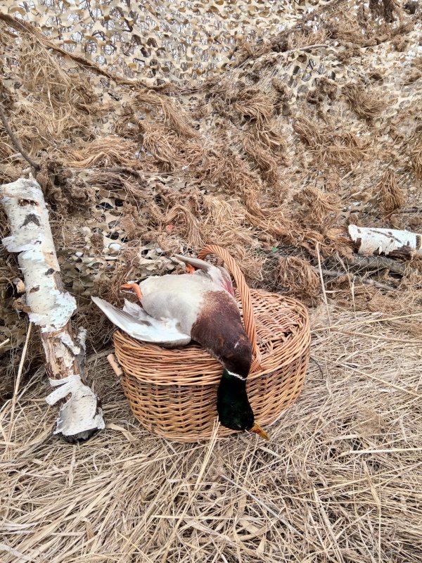Трудовой