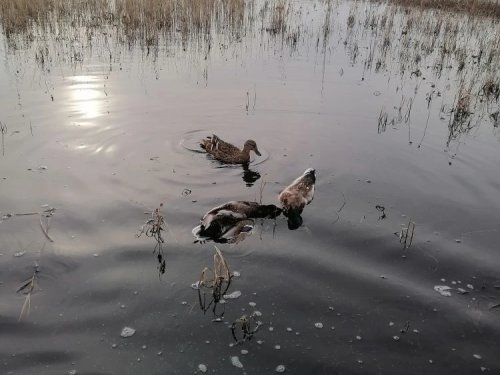 Парочка селезней.