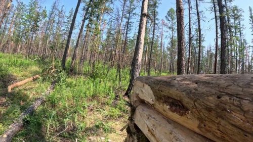 Якутия. Азы строительства зимовья для молодых охотников.