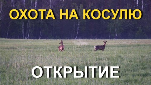 Охота на косулю с подхода