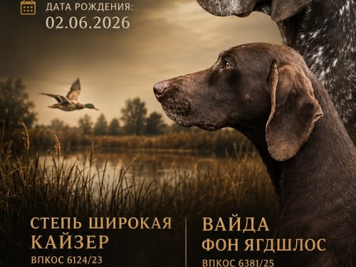 Щенки немецкого курцхаара от Полевого Чемпиона. г. Воронеж