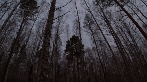 ГЛУХАРИНЫЙ ТОК-ВЕСНА -2022-КАПАЛУХИ ЗАХВАТИЛИ ВСЁ