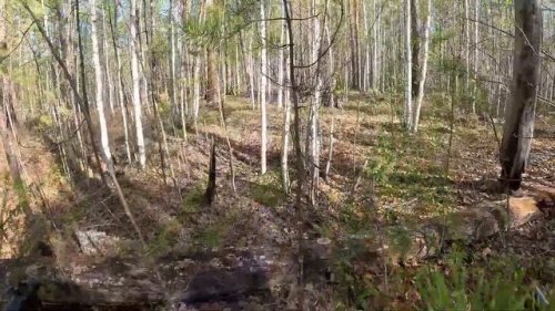 Медведь пришёл на приваду. Остаёмся ещё на пару дней.