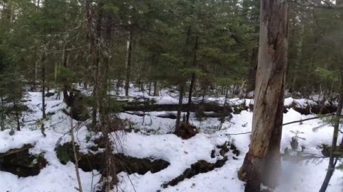 Промысел в Глухой Тайге.Siberia hunting.Идем в Нижнею Избу_Медведь ходит по моим Следам не боясь