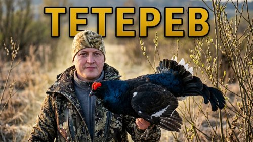 Тетерев на току / Постройка шалаша и охота / Трейлер