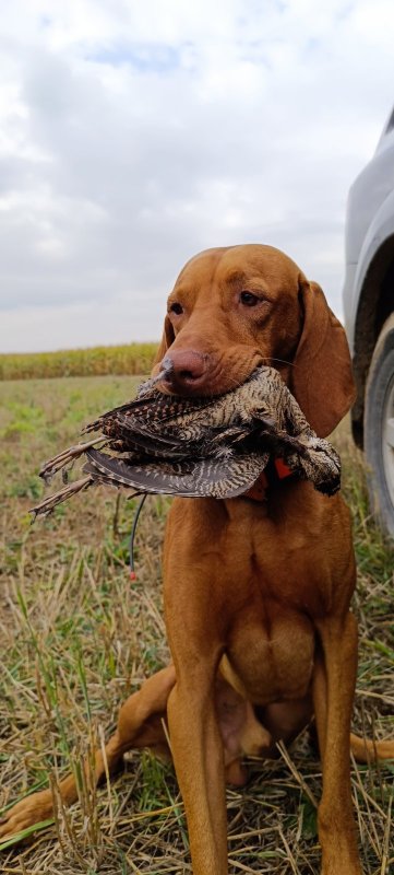 Открылись по вальдшнепу