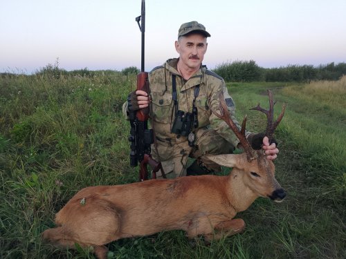 Самец сибирской косули