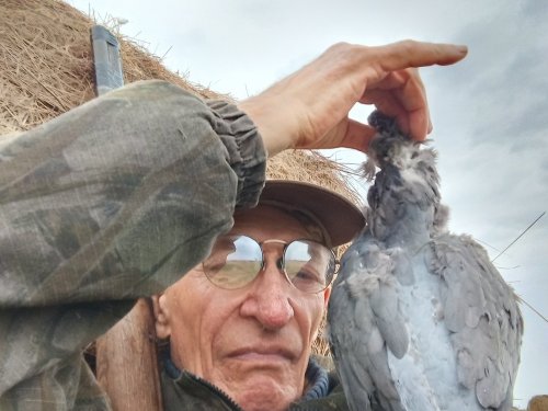 Третий вяхирь