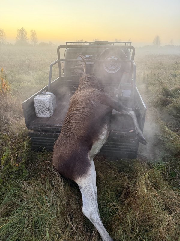 Бычок