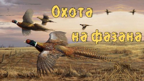 Три дня охоты на фазана. Только выстрелы
