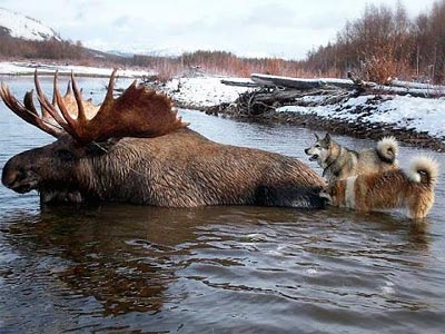 Охота на лося с собаками