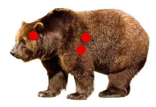 убойные места медведя