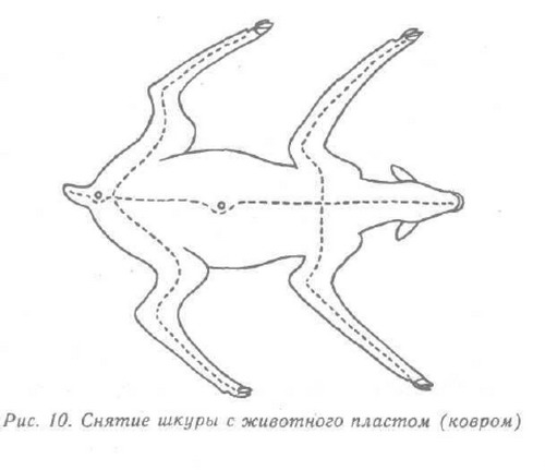 Охотничьи трофеи и их коллекционирование