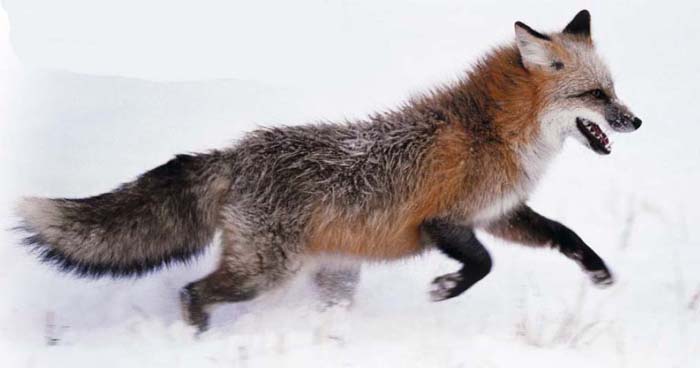 охота на лисиц