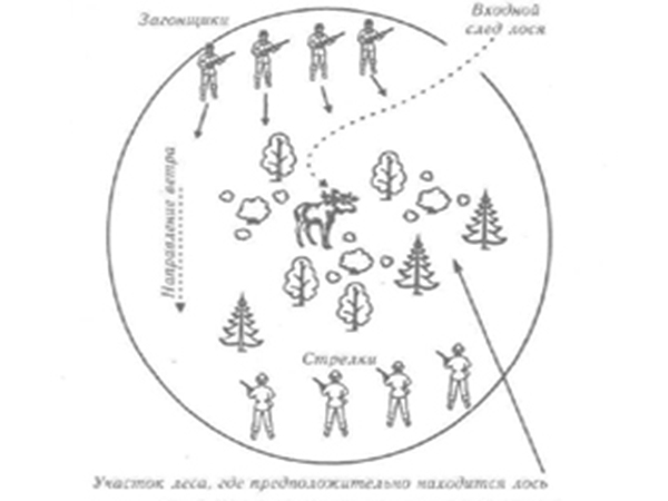 Схема загонной охоты