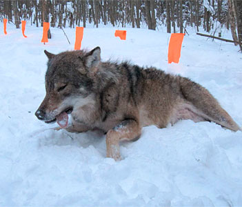 охота на волка с флажками