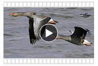 видео-новинки охоты на гусей