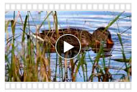 видео об охоте на уток