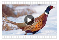 видео охоты на фазана