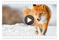 видео охоты на лисицу