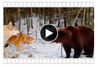 видео охоты на медведя