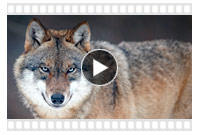 видео охоты на волков
