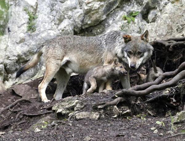 охота на волка у логова