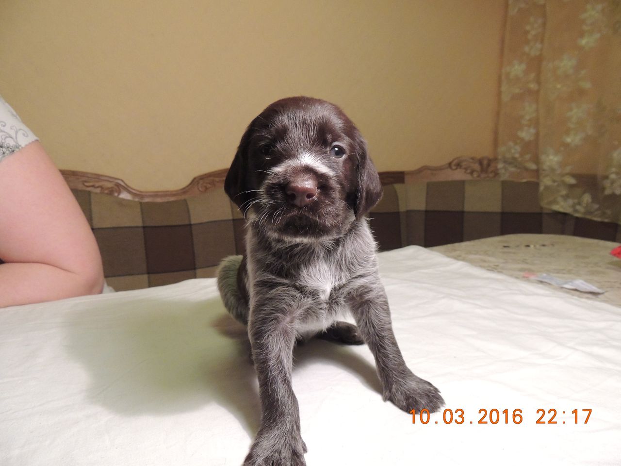 кобель1фото3.JPG