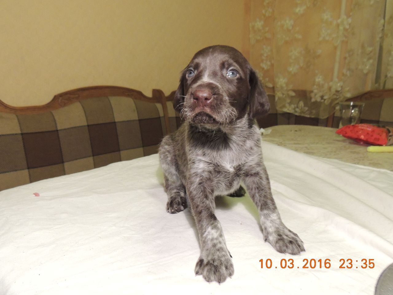 кобель2фото5.JPG
