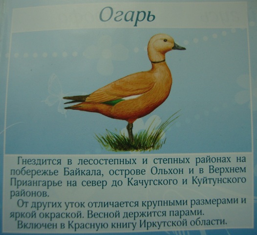 Огарь в красной книге