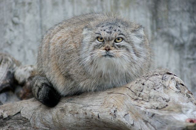 манул.jpg