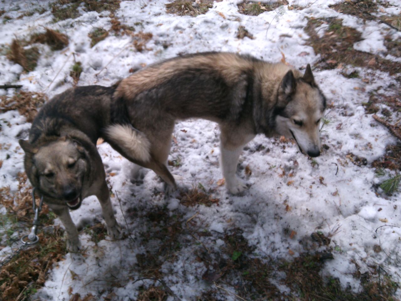 Яшма Варнак 2016г Апрель.jpg