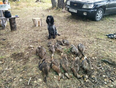 Гарант 2016.jpg