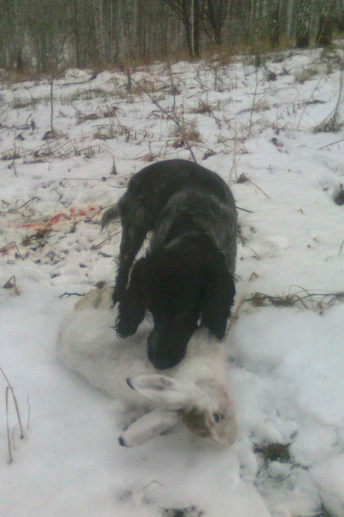 Гарант заяц.jpg