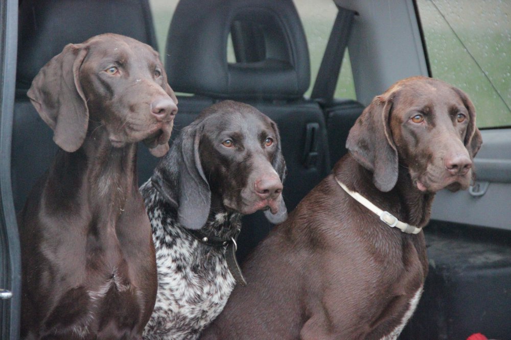 курцхаар гленкар. команда помощи курцхааром. немецкий пойнтер курцхаар (немецкая короткошёрстная легавая). сеттер пойнтер курцхаар. глориус хантер питомник курцхааров сайт.
