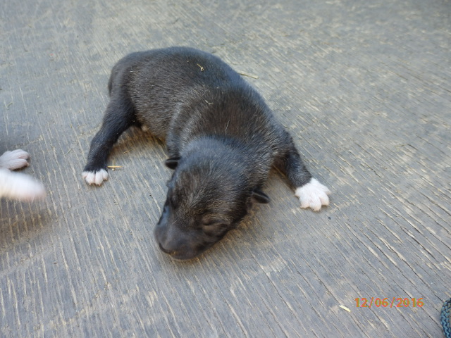 Кобель 1 (1).JPG