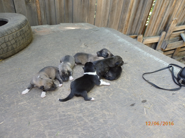 Кобель 1 (9).JPG