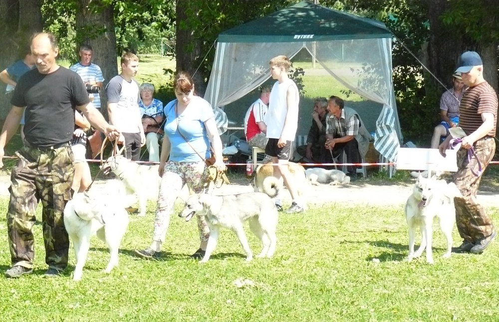 Зкс выборка вещи. Выставка охотничьих собак в городе энгельсе. Человек с собакой на охоте. Полевые соревнования охотничьих собак. Фоксхаунд собака стая.